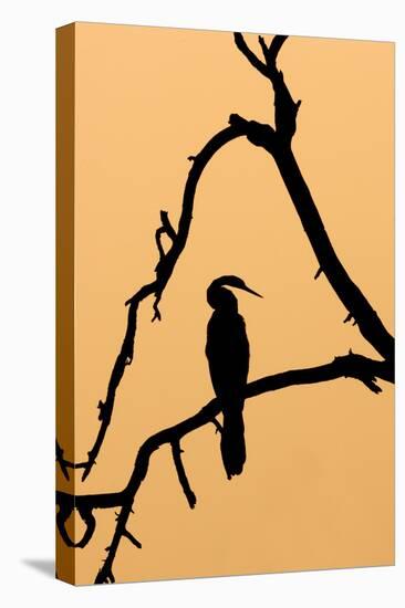 Indian Darter, Snakebird, Anhinga Silhouette-null-Stretched Canvas