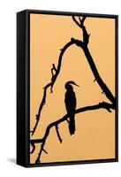 Indian Darter, Snakebird, Anhinga Silhouette-null-Framed Stretched Canvas