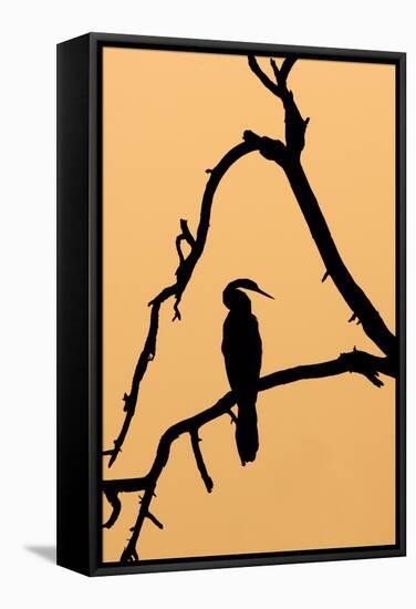 Indian Darter, Snakebird, Anhinga Silhouette-null-Framed Stretched Canvas