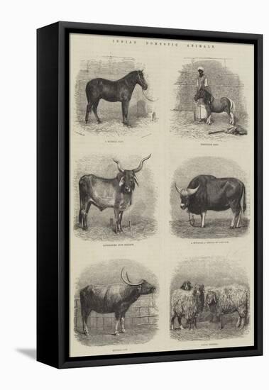 Indian Domestic Animals-null-Framed Stretched Canvas