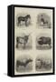 Indian Domestic Animals-null-Framed Stretched Canvas