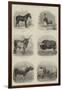 Indian Domestic Animals-null-Framed Giclee Print