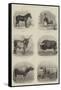 Indian Domestic Animals-null-Framed Stretched Canvas