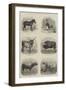 Indian Domestic Animals-null-Framed Giclee Print