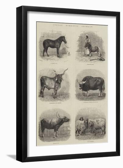 Indian Domestic Animals-null-Framed Giclee Print