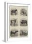 Indian Domestic Animals-null-Framed Giclee Print