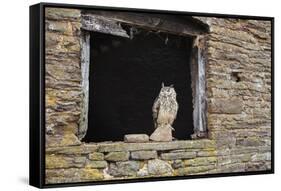 Indian Eagle Owl (Bubo Bengalensis), Herefordshire, England, United Kingdom-Janette Hill-Framed Stretched Canvas