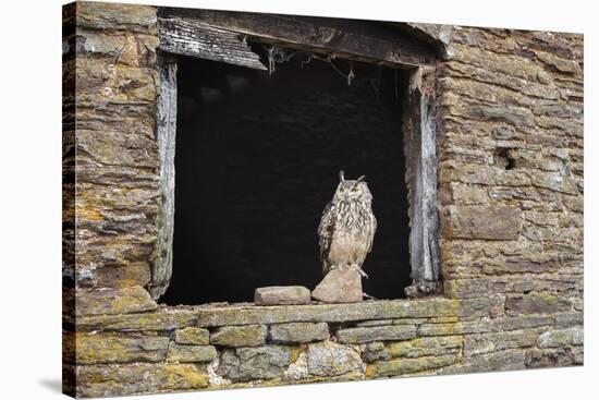 Indian Eagle Owl (Bubo Bengalensis), Herefordshire, England, United Kingdom-Janette Hill-Stretched Canvas