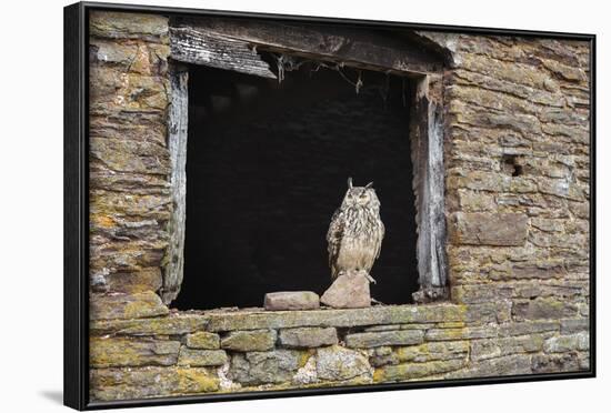 Indian Eagle Owl (Bubo Bengalensis), Herefordshire, England, United Kingdom-Janette Hill-Framed Photographic Print