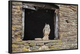 Indian Eagle Owl (Bubo Bengalensis), Herefordshire, England, United Kingdom-Janette Hill-Framed Photographic Print