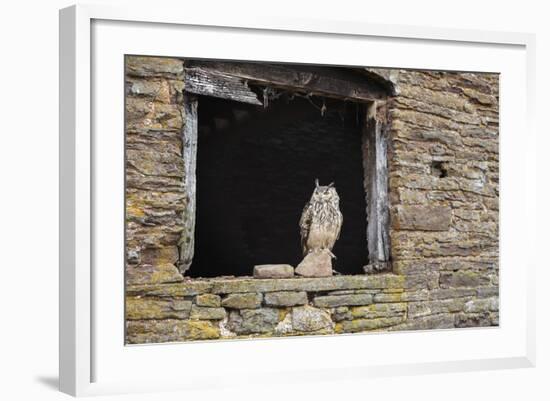 Indian Eagle Owl (Bubo Bengalensis), Herefordshire, England, United Kingdom-Janette Hill-Framed Photographic Print