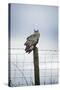 Indian Eagle Owl (Bubo Bengalensis), Herefordshire, England, United Kingdom-Janette Hill-Stretched Canvas