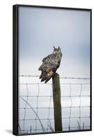 Indian Eagle Owl (Bubo Bengalensis), Herefordshire, England, United Kingdom-Janette Hill-Framed Photographic Print