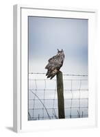 Indian Eagle Owl (Bubo Bengalensis), Herefordshire, England, United Kingdom-Janette Hill-Framed Photographic Print