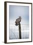 Indian Eagle Owl (Bubo Bengalensis), Herefordshire, England, United Kingdom-Janette Hill-Framed Photographic Print