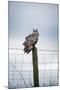 Indian Eagle Owl (Bubo Bengalensis), Herefordshire, England, United Kingdom-Janette Hill-Mounted Photographic Print