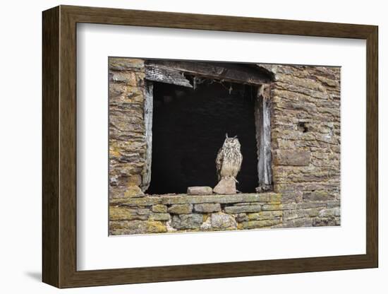 Indian Eagle Owl (Bubo Bengalensis), Herefordshire, England, United Kingdom-Janette Hill-Framed Photographic Print