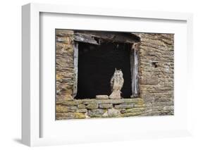 Indian Eagle Owl (Bubo Bengalensis), Herefordshire, England, United Kingdom-Janette Hill-Framed Photographic Print