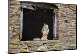 Indian Eagle Owl (Bubo Bengalensis), Herefordshire, England, United Kingdom-Janette Hill-Mounted Photographic Print