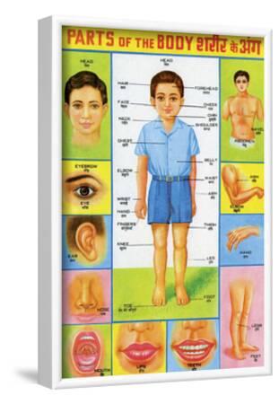 'Indian Educational Chart - Parts of the Body' Posters | AllPosters.com