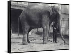 Indian Elephant, Assam Lukhi, with Keeper at London Zoo, April 1914-Frederick William Bond-Framed Stretched Canvas