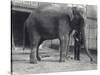 Indian Elephant, Assam Lukhi, with Keeper at London Zoo, April 1914-Frederick William Bond-Stretched Canvas