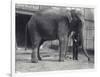 Indian Elephant, Assam Lukhi, with Keeper at London Zoo, April 1914-Frederick William Bond-Framed Photographic Print