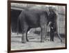 Indian Elephant, Assam Lukhi, with Keeper at London Zoo, April 1914-Frederick William Bond-Framed Photographic Print