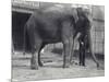 Indian Elephant, Assam Lukhi, with Keeper at London Zoo, April 1914-Frederick William Bond-Mounted Photographic Print