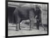 Indian Elephant, Assam Lukhi, with Keeper at London Zoo, April 1914-Frederick William Bond-Framed Photographic Print