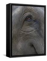 Indian Elephant Close Up of Eye, Controlled Conditions, Bandhavgarh Np, Madhya Pradesh, India-T.j. Rich-Framed Stretched Canvas