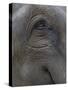 Indian Elephant Close Up of Eye, Controlled Conditions, Bandhavgarh Np, Madhya Pradesh, India-T.j. Rich-Stretched Canvas