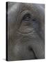 Indian Elephant Close Up of Eye, Controlled Conditions, Bandhavgarh Np, Madhya Pradesh, India-T.j. Rich-Stretched Canvas