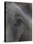 Indian Elephant Close Up of Eye, Controlled Conditions, Bandhavgarh Np, Madhya Pradesh, India-T.j. Rich-Stretched Canvas