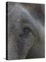 Indian Elephant Close Up of Eye, Controlled Conditions, Bandhavgarh Np, Madhya Pradesh, India-T.j. Rich-Stretched Canvas