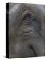 Indian Elephant Close Up of Eye, Controlled Conditions, Bandhavgarh Np, Madhya Pradesh, India-T.j. Rich-Stretched Canvas