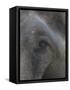 Indian Elephant Close Up of Eye, Controlled Conditions, Bandhavgarh Np, Madhya Pradesh, India-T.j. Rich-Framed Stretched Canvas