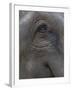 Indian Elephant Close Up of Eye, Controlled Conditions, Bandhavgarh Np, Madhya Pradesh, India-T.j. Rich-Framed Photographic Print