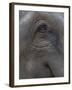 Indian Elephant Close Up of Eye, Controlled Conditions, Bandhavgarh Np, Madhya Pradesh, India-T.j. Rich-Framed Photographic Print