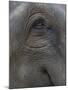 Indian Elephant Close Up of Eye, Controlled Conditions, Bandhavgarh Np, Madhya Pradesh, India-T.j. Rich-Mounted Photographic Print