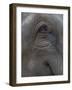 Indian Elephant Close Up of Eye, Controlled Conditions, Bandhavgarh Np, Madhya Pradesh, India-T.j. Rich-Framed Photographic Print