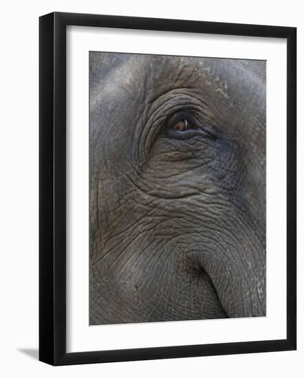 Indian Elephant Close Up of Eye, Controlled Conditions, Bandhavgarh Np, Madhya Pradesh, India-T.j. Rich-Framed Photographic Print