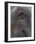 Indian Elephant Close Up of Eye, Controlled Conditions, Bandhavgarh Np, Madhya Pradesh, India-T.j. Rich-Framed Photographic Print