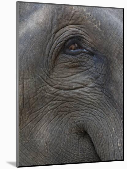 Indian Elephant Close Up of Eye, Controlled Conditions, Bandhavgarh Np, Madhya Pradesh, India-T.j. Rich-Mounted Photographic Print