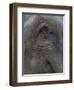 Indian Elephant Close Up of Eye, Controlled Conditions, Bandhavgarh Np, Madhya Pradesh, India-T.j. Rich-Framed Photographic Print