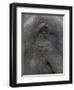 Indian Elephant Close Up of Eye, Controlled Conditions, Bandhavgarh Np, Madhya Pradesh, India-T.j. Rich-Framed Photographic Print