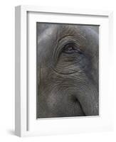 Indian Elephant Close Up of Eye, Controlled Conditions, Bandhavgarh Np, Madhya Pradesh, India-T.j. Rich-Framed Photographic Print