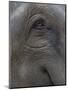 Indian Elephant Close Up of Eye, Controlled Conditions, Bandhavgarh Np, Madhya Pradesh, India-T.j. Rich-Mounted Photographic Print