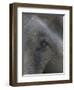 Indian Elephant Close Up of Eye, Controlled Conditions, Bandhavgarh Np, Madhya Pradesh, India-T.j. Rich-Framed Photographic Print