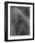 Indian Elephant Close Up of Eye, Controlled Conditions, Bandhavgarh Np, Madhya Pradesh, India-T.j. Rich-Framed Photographic Print